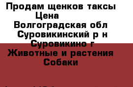 Продам щенков таксы › Цена ­ 1 500 - Волгоградская обл., Суровикинский р-н, Суровикино г. Животные и растения » Собаки   